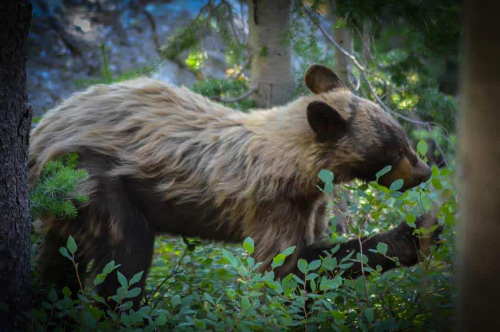 Young black bear, Dangers of Yellowstone