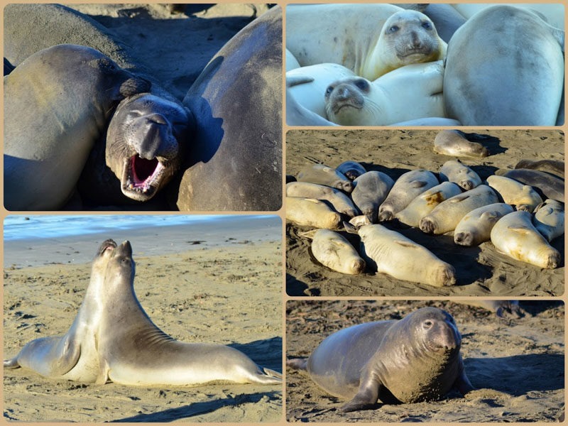 Elephant Seals - Westcoast roadtrip USA