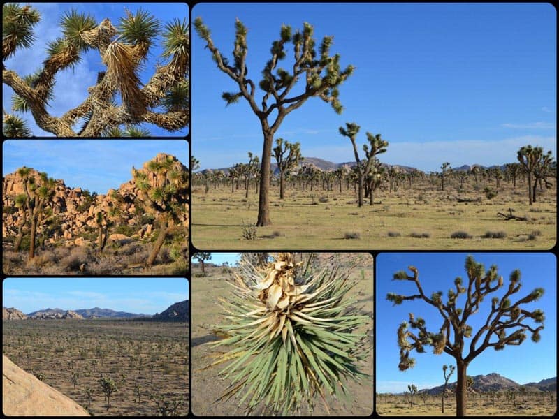 Roztodivné stromy Joshua Tree, Road Trip - Národní parky USA, západ