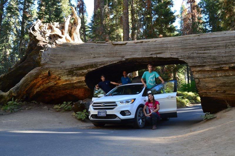 The Tunnel log in Sequoia National Park, Road Trip to the top National Parks in the US west coast.