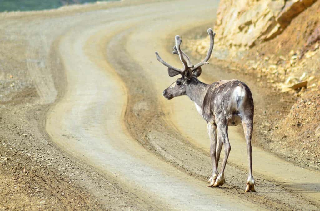 Caribou on the road in Denali National Park