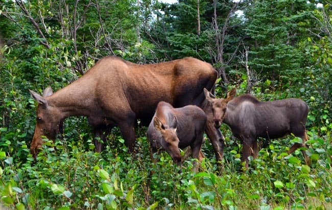 Moose family