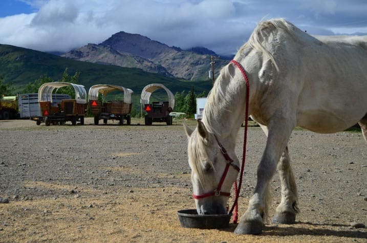 White Percheron and covered wagon parking, Cool Summer Job in Alaska - Horse Wagon Guide