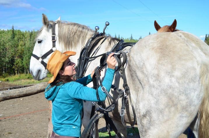 Harness on! Cool Summer Job in Alaska - Horse Wagon Guide