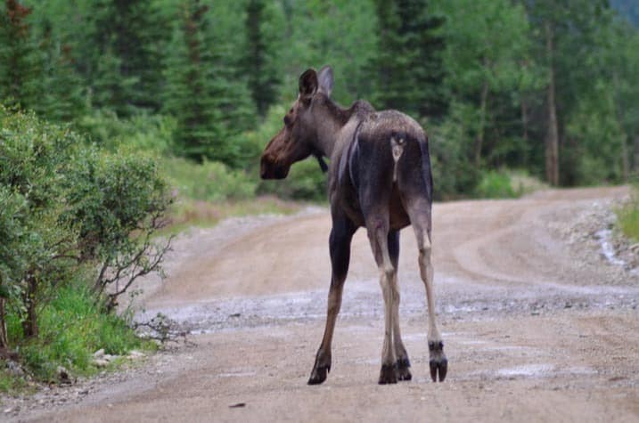 Moose on the road - Common view from covered wagon, Cool Summer Job in Alaska - Horse Wagon Guide