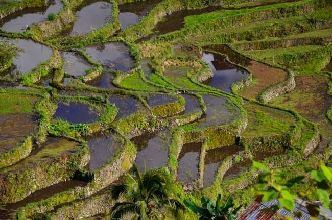 Rice Terraces, Batad - Luzon, Philippines