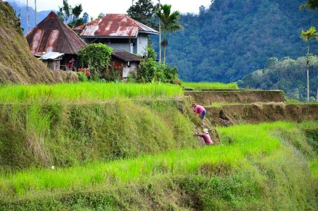 Locals working on rice terraces, Banaue, Luzon, Philippines