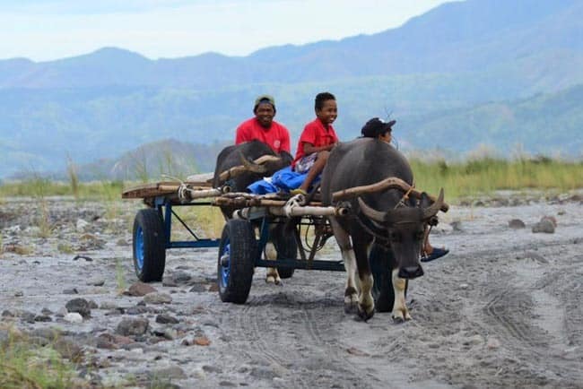 Vodní buvol, každodenní dopravní prostředek lidí z kmene Aeta, Mt. Pinatubo - ostrov Luzon, Filipíny