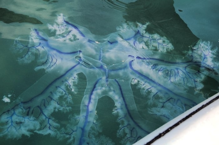 You can see a huge jellyfish while kayaking!