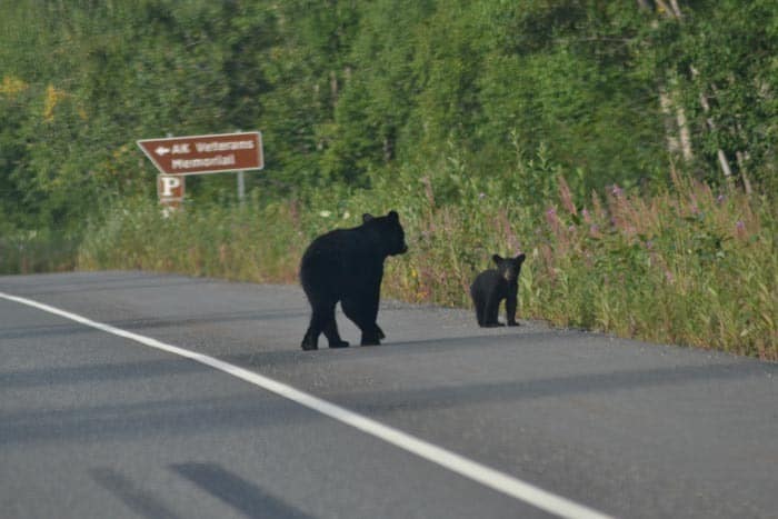 You can see a bear directly on the road while traveling Alaska