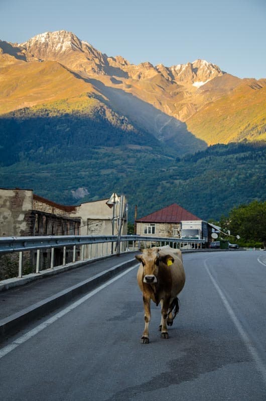 Driving in Georgia is not easy, among other things, cows are wandering everywhere.