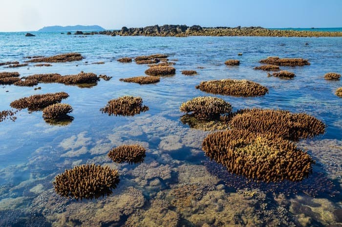 Korály za odlivu; Gwa, Myanmar