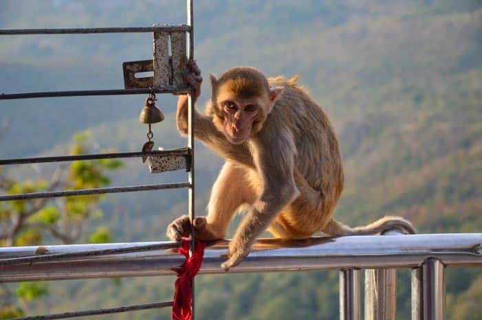 Beware of cheeky monkeys at Mount Popa, Myanmar