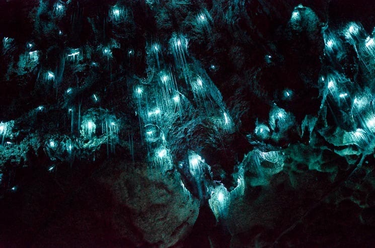 Jeskyně Nového Zélandu mají unikátní obyvatele tzv. glowworms. 