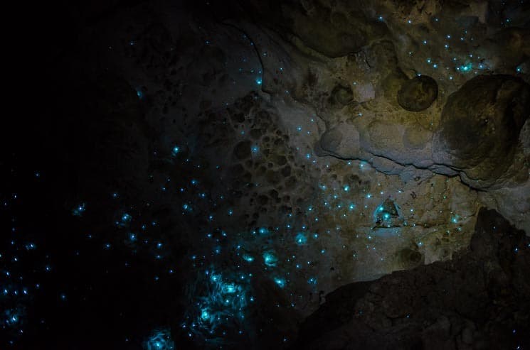 It's like watching the sky with millions of stars. Waipu Caves, New Zealand.