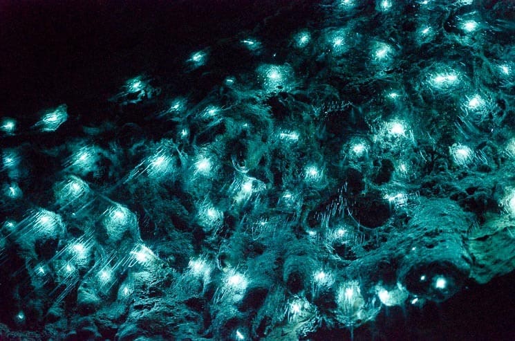 Tzv. Glowworms osvětlují jeskyni Waipu.