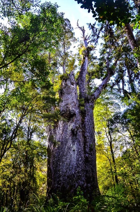 Monumentální strom Te Mahuta. Nový Zéland 
