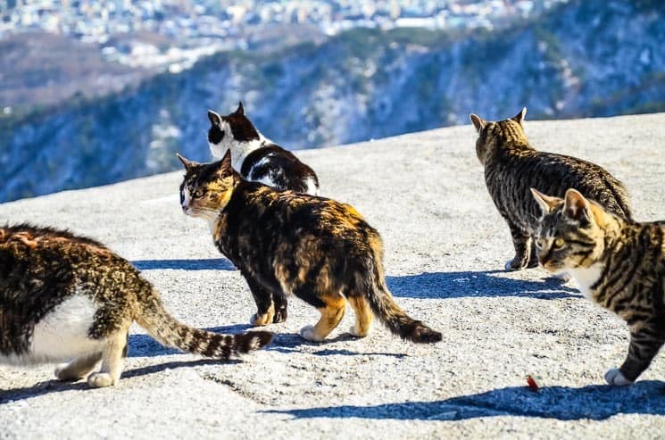 Wild mountain cats at the top of Bukhansan National Park, Seoul