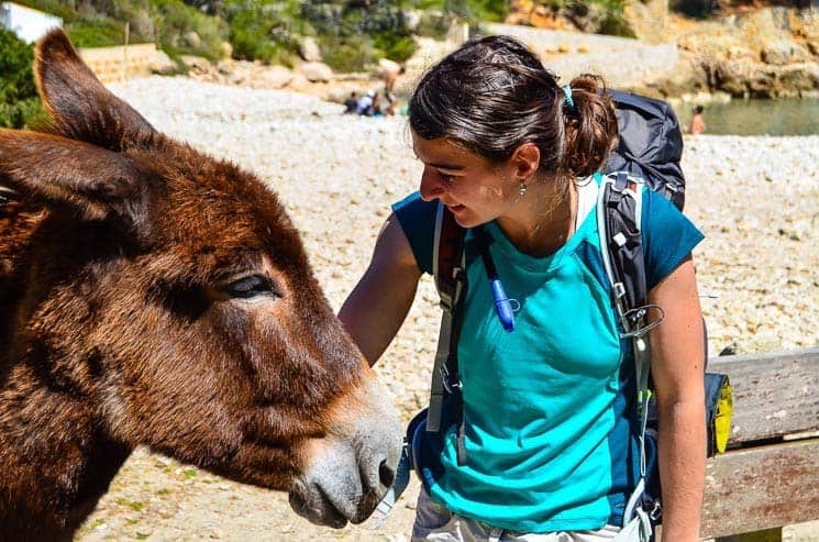 Donkey on the beach