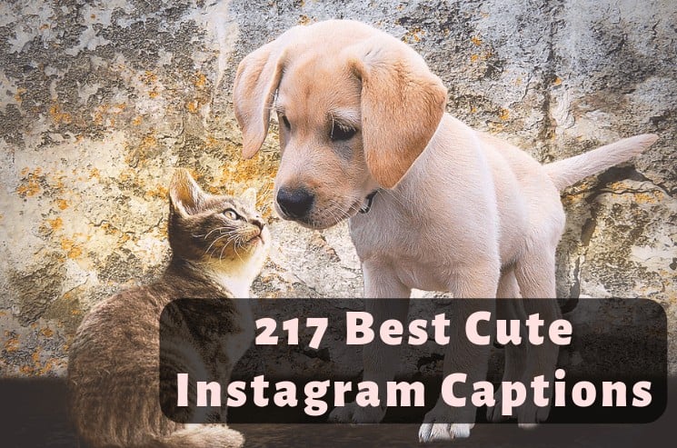 217 Best Cute Instagram Captions
