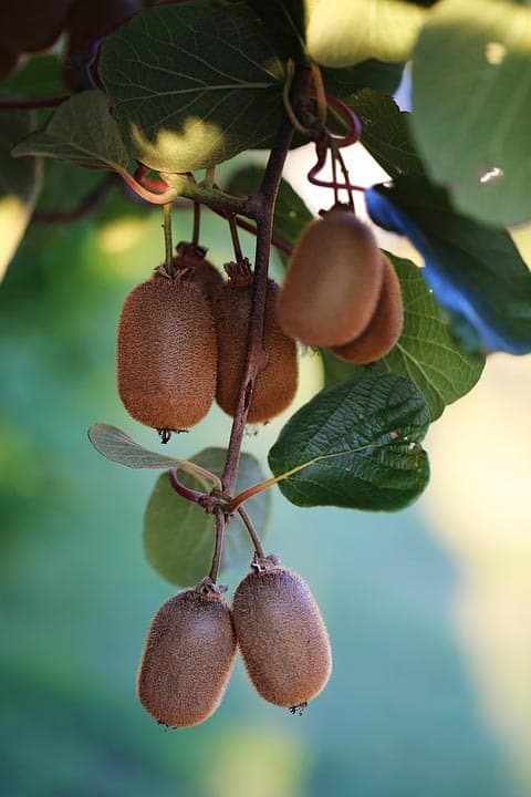 Kiwi - typické ovoce pro Nový Zéland
