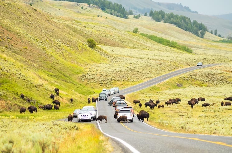 Bison Jam in Lamar Valley. Best places to visit in Yellowstone National Park. 
