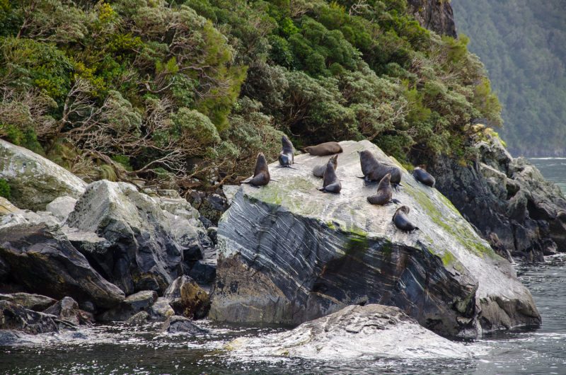 Milford Sound Cruise Experience, New Zealand 5