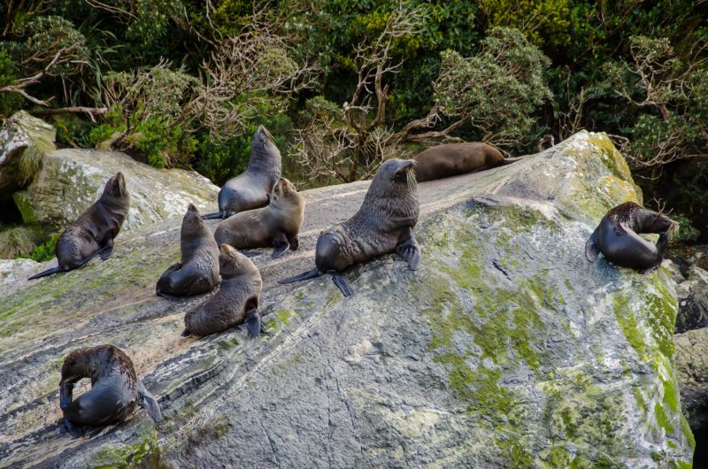 Milford Sound Cruise Experience (14)