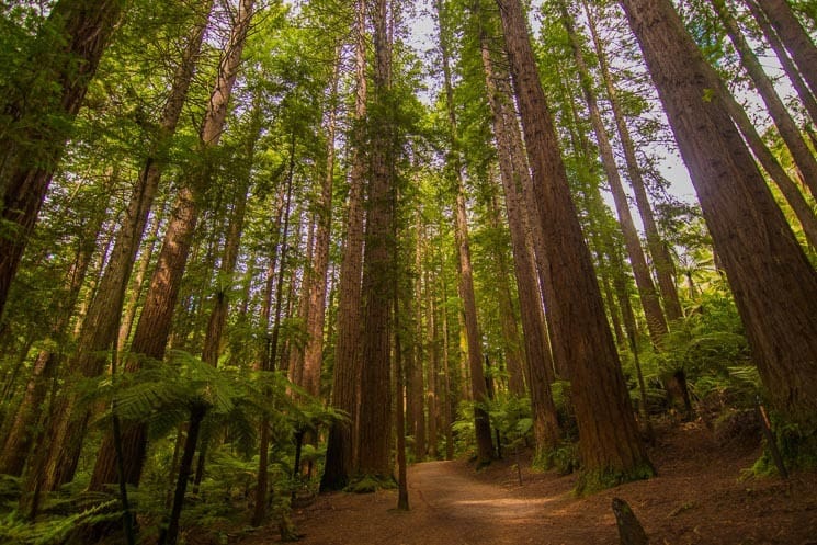 Whakarewarewa Redwoods Forest, Rotorua