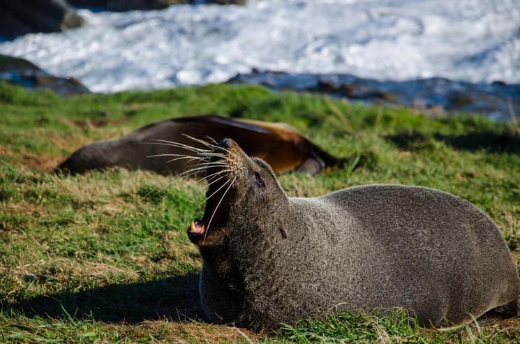 New Zealand Seal Lions