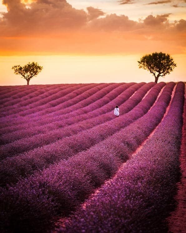 Verdon Park Itinerary - Lavender fields in Valensole