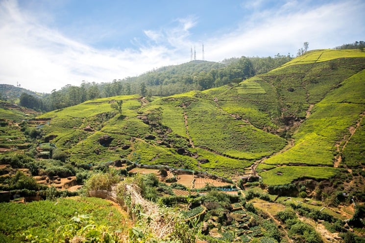 Srí Lanka, Čajové plantáže pod Nuwara Elyia po cestě do čajové továrny Tea bush