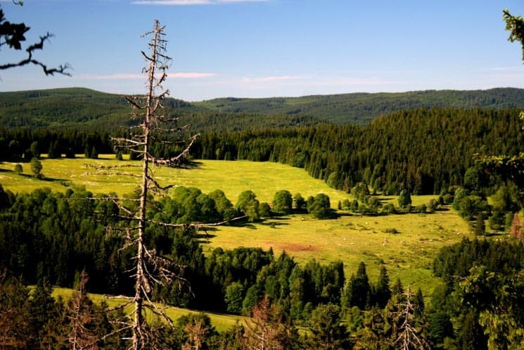 The deep forest of Šumava, Czechia - A perfect destination to escape busy cities