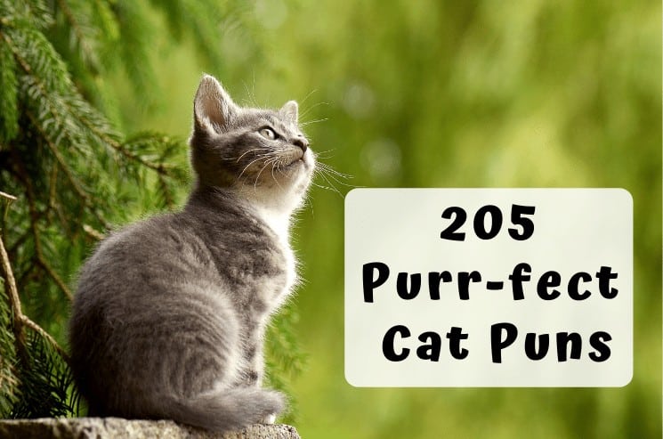 205 Best Cat Puns and Jokes That Are Simply Paw-some! 1