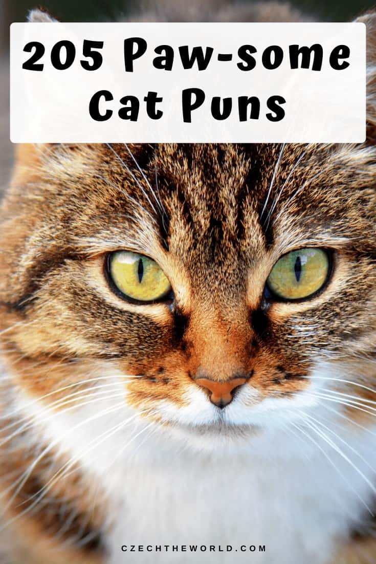 205 Best Cat Puns and Jokes That Are Simply Paw-some!