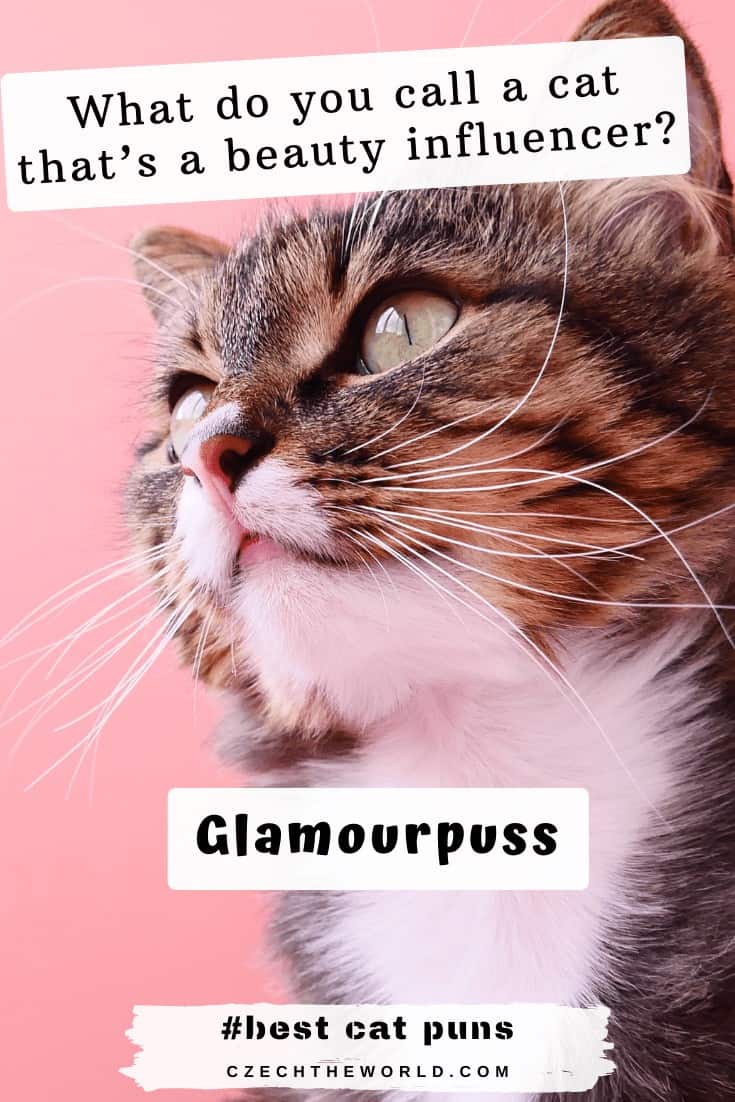 🥇 205 Best Cat Puns That Are Simply Pawsome!