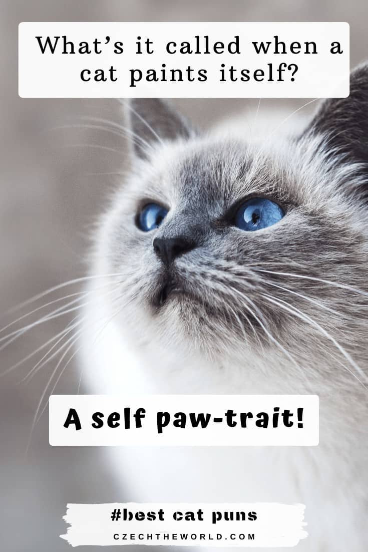 205 Best Cat Puns And Jokes That Are Simply Paw Some