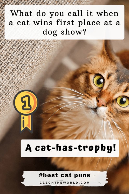 205-best-cat-puns-and-jokes-that-are-simply-paw-some