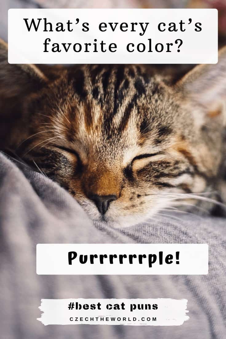 205 Best Cat Puns That Are Simply Paw Some