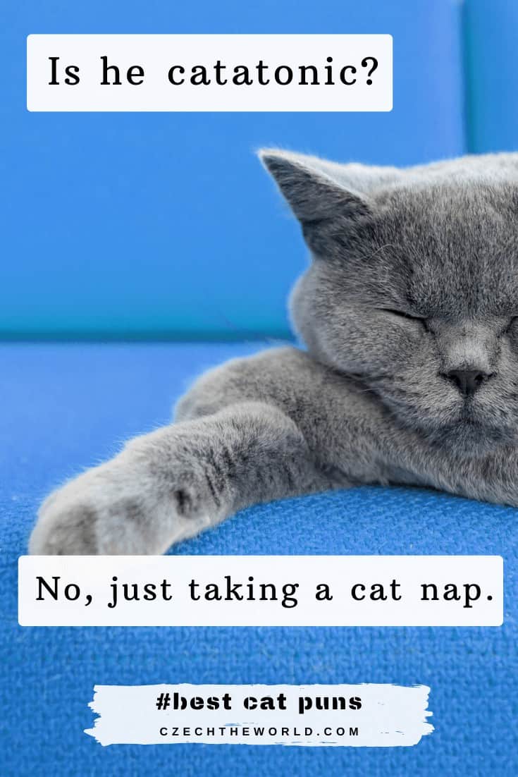 205 Best Cat Puns and Jokes That Are Simply Pawsome!