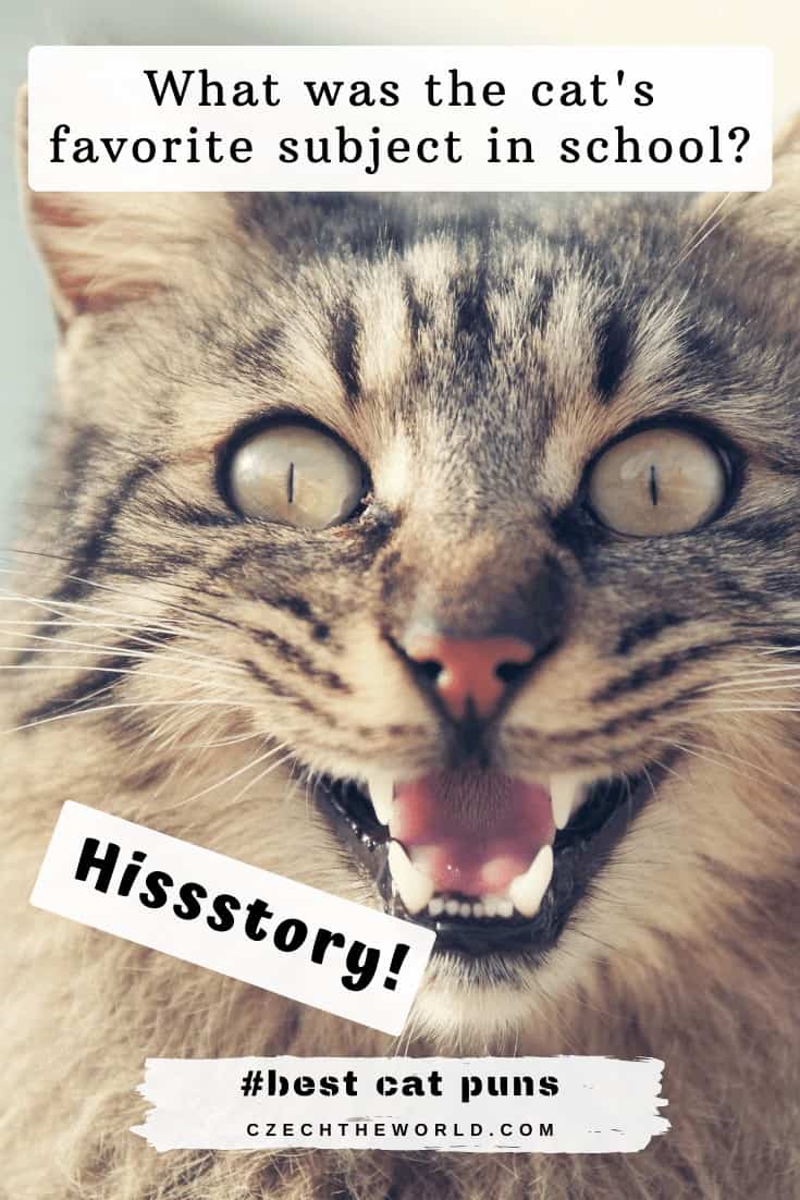 205 Best Cat Puns and Jokes That Are Simply Pawsome!