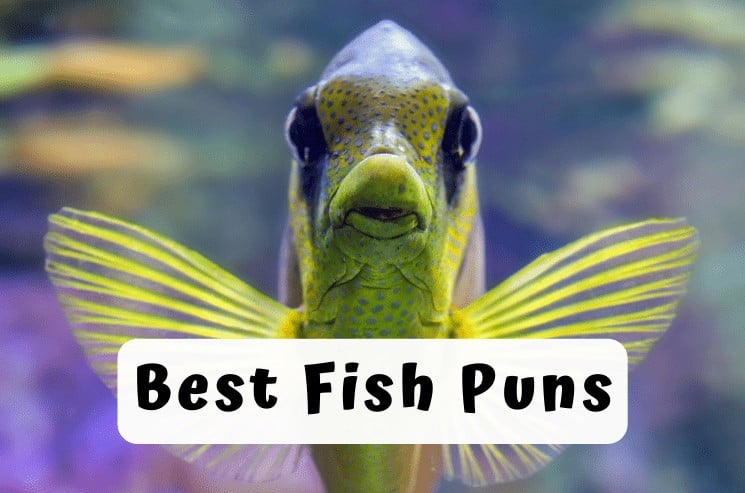 277 fin-tastic Fish Puns and Jokes