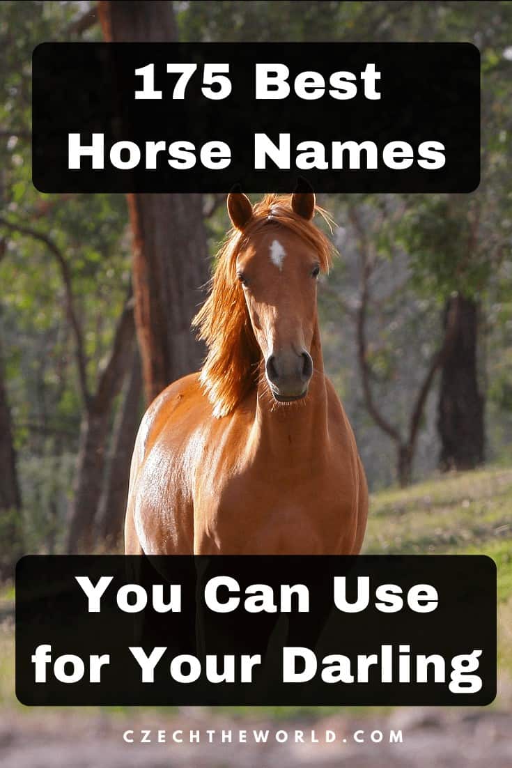 175 Best Horse Names You Can Use To Name Your Darling