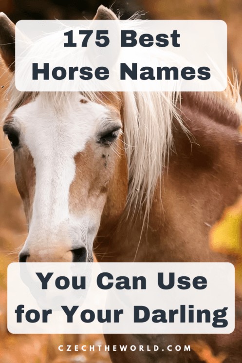 175 Best Horse Names You Can Use to Name Your Darling