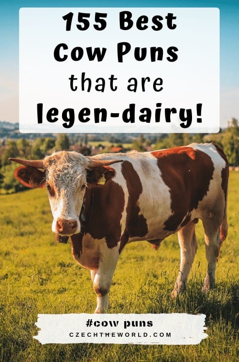 155 Best Cow Puns and Cow Jokes that are legen-dairy!