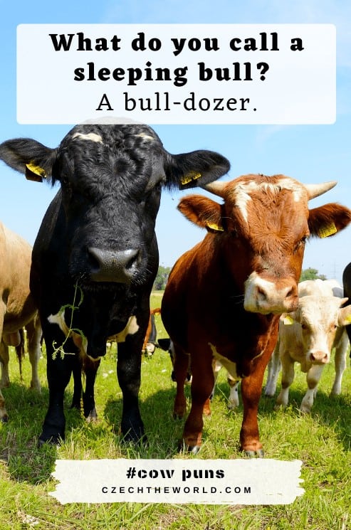 Best Cow Puns and Jokes