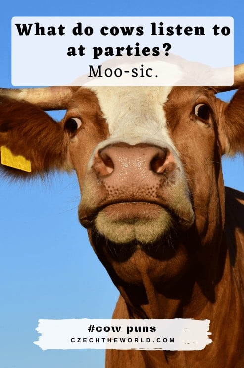 Best Moo Puns