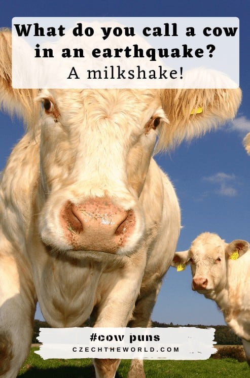155 Best Cow Puns and Jokes that are Simply Legen-dairy!