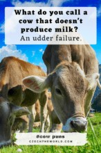 155 Best Cow Puns And Jokes That Are Simply Legen-dairy!