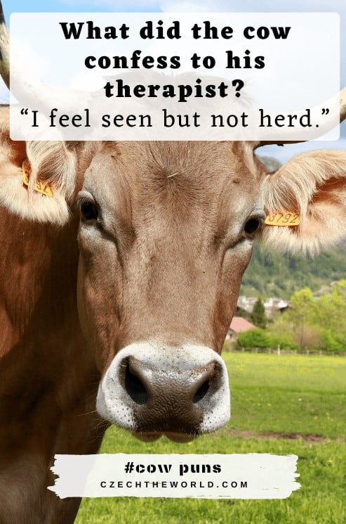 Best Cow Puns and Cow Jokes
